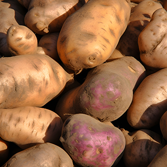 Root-Vegetable.jpg