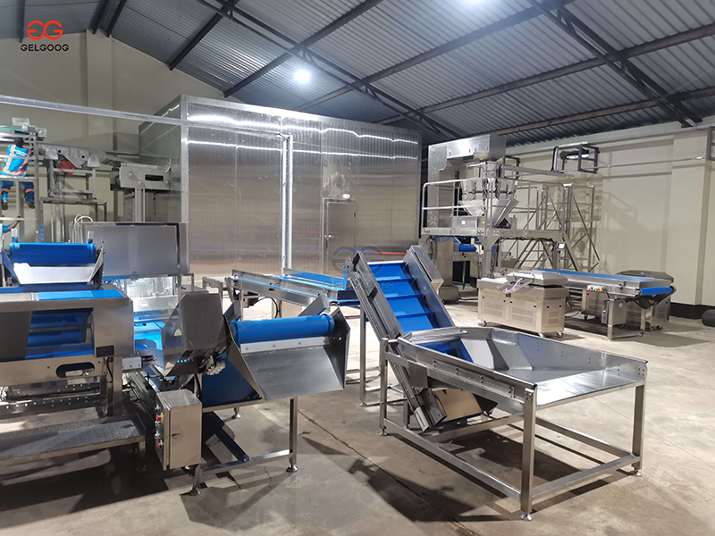 GELGOOG Avocado Project